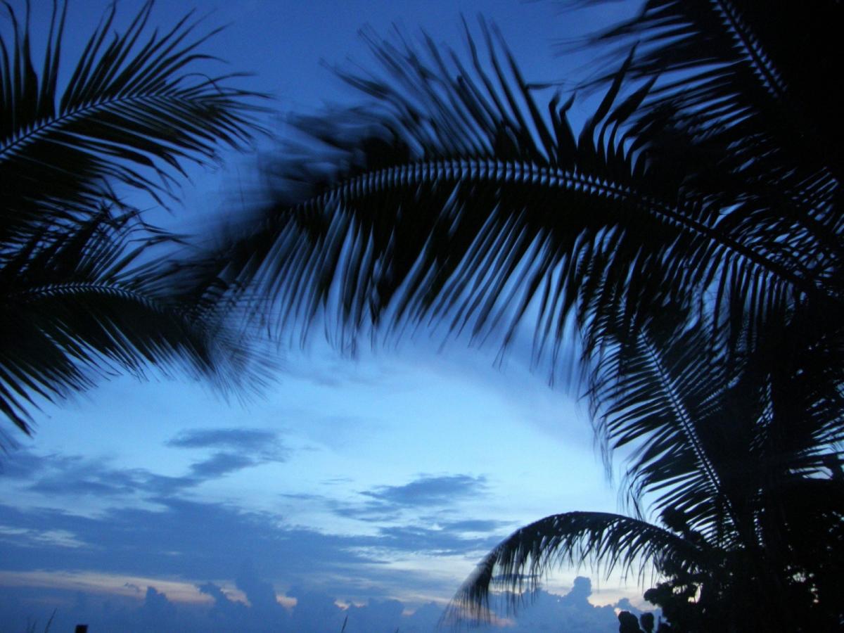 Click image for larger version

Name:	palm-trees-28.jpg
Views:	252
Size:	124.9 KB
ID:	364