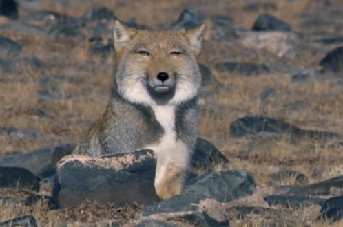 Click image for larger version

Name:	08-tibetan-sand-fox.jpg
Views:	92
Size:	41.7 KB
ID:	7765